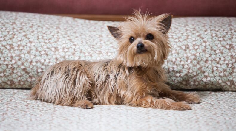 Yorkshire terrier