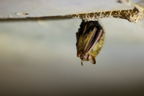 A tricolored bat is shown inside a culvert in northeast Georgia on Wednesday, December 6, 2023. (Jason Getz / Jason.Getz@ajc.com)