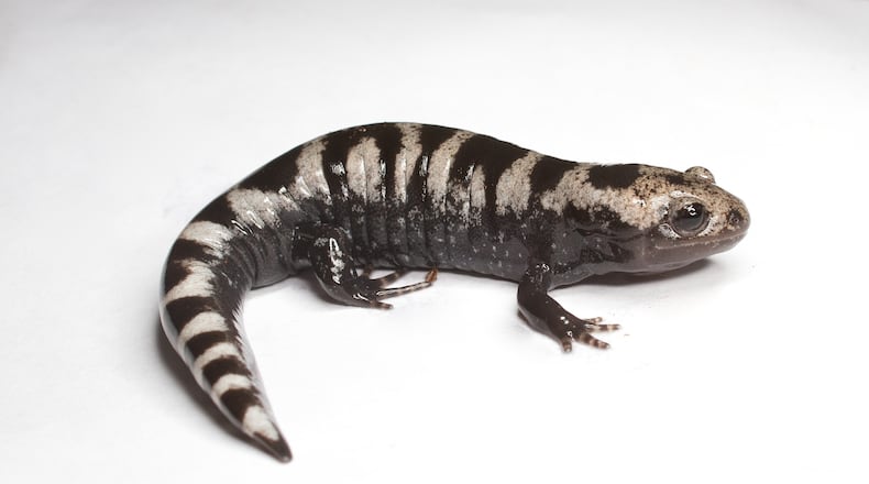 The marbled salamander (shown here) is one of 58 salamander species in Georgia. It breeds in early fall whereas most salamander species breed in late winter and early spring. (Courtesy of Brian Gratwicke/Creative Commons)
