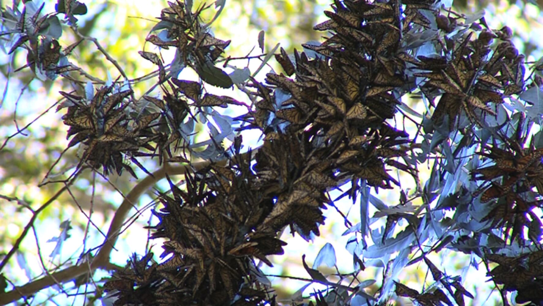 Monarch Butterfly Natural Preserve