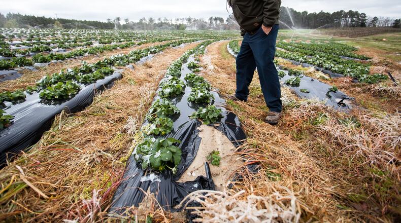 Danny Page, owner of Page Farms, inspects his strawberry crop after a late-season snow in Raleigh, N.C. (Ben McKeown/Raleigh News & Observer/TNS)