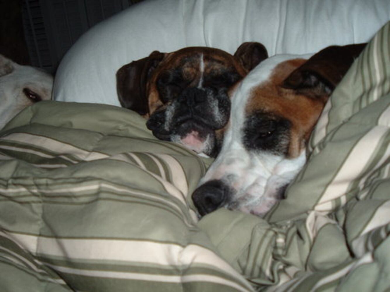 T.G.I.F.: Atlanta's Smiling Pets 54