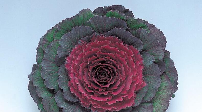 Round leaf: Purple pigeon. (Photo credit: American Takii Seed)