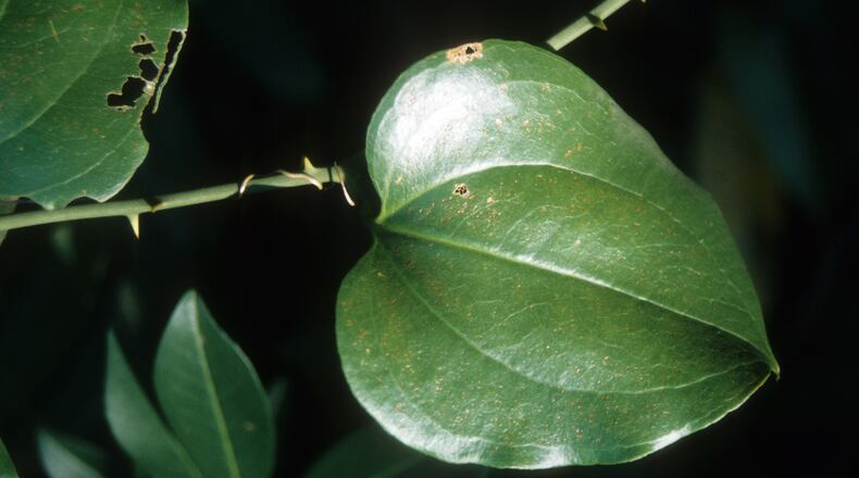 The sharp prickles on a smilax vine are guaranteed to hang in your clothing, skin or hair. Disentangling yourself may require assistance. (Walter Reeves for The Atlanta Journal-Constitution)