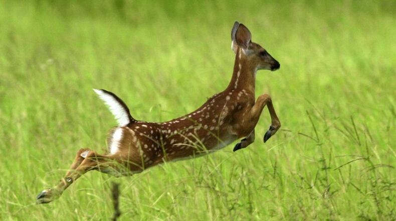 A group of residents has started a petition to urge Whitewater Creek not to kill up to 60 deer. AJC file photo
