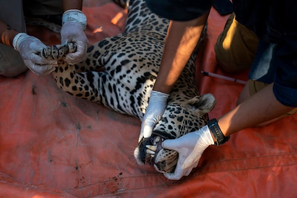 Ostok Sanctuary animal sanctuary staff prepare a jaguar to be transferred, on the outskirts of Culiacan, Mexico, Monday, May 19, 2025. (AP Photo/Felix Marquez)
