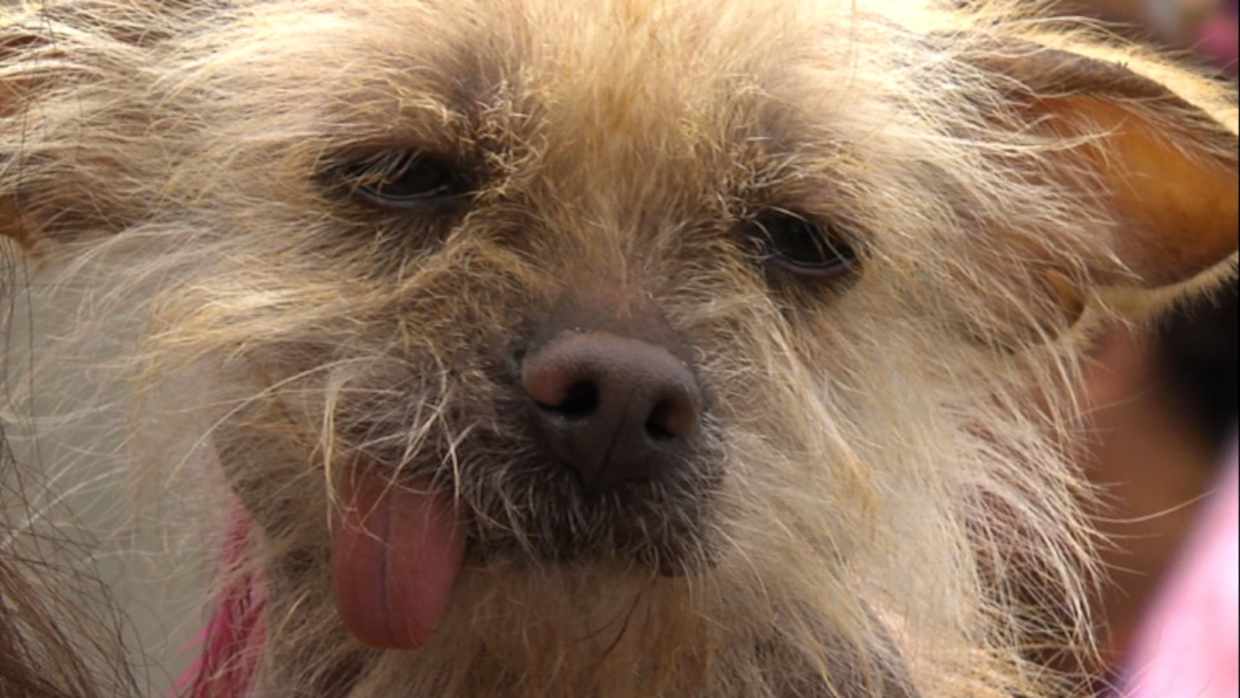 2012 Ugliest Dog Winner 'Mugly' and others