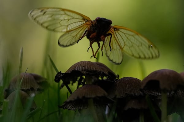 An adult periodical cicada is silhouetted as it flies from a mushroom top on Friday, May 16, 2025, in Loveland, Ohio. (AP Photo/Carolyn Kaster)