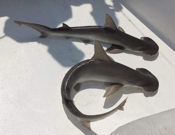 Bonnethead sharks are much-smaller cousins of hammerheads. Photo: Courtesy of Jim Lake