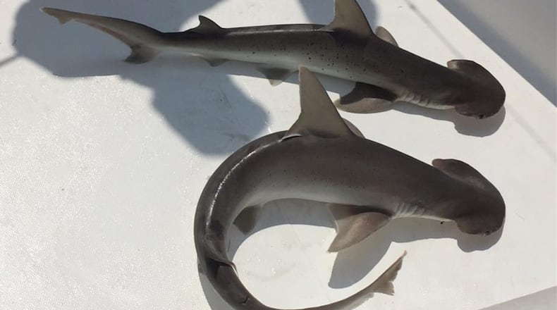 Bonnethead sharks are much-smaller cousins of hammerheads. Photo: Courtesy of Jim Lake