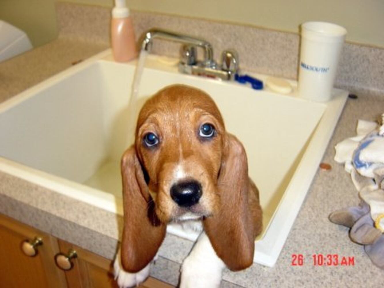 Bath time! Our pets get clean 2