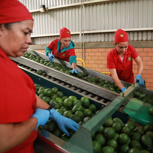 Workers sort avocados at a packing plant in Tacambaro, Mexico Thursday, Aug. 13, 2026. (AP Photo/Armando Solis)
