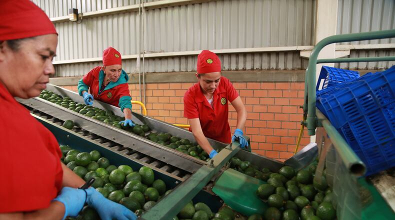 Workers sort avocados at a packing plant in Tacambaro, Mexico Thursday, Aug. 13, 2026. (AP Photo/Armando Solis)