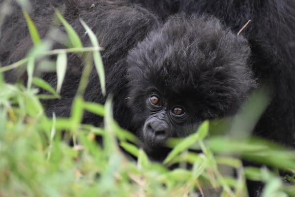 One of two infant gorillas in the Nyakagezi troop. (Courtesy of Nick Dauk)