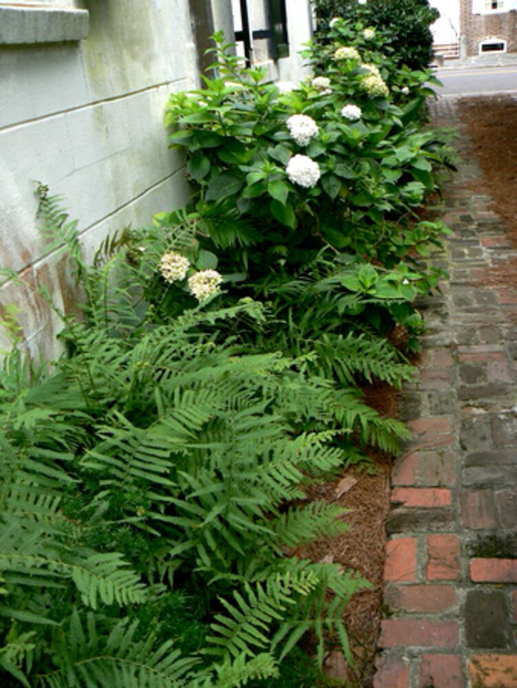 When grass won't grow, consider these alternatives