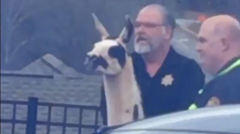 A llama was caught Wednesday in Athens. (Credit: Twitter.com/@katiebethcarey)