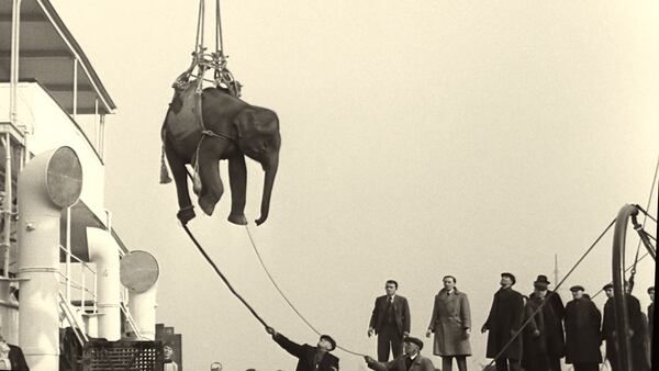 A still from "Soundtrack to a Coup d’Etat," a documentary film by Johan Grimonprez. In the film, elephants are shown symbolically to show global interference in Africa. (Courtesy of British Pathé/Sundance Institute)