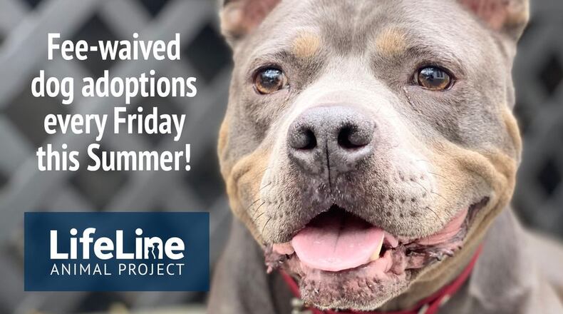 Free Dog Fridays are offered every Friday this summer by LifeLine Animal Project in Fulton and DeKalb counties. (Courtesy of LifeLine Animal Project)