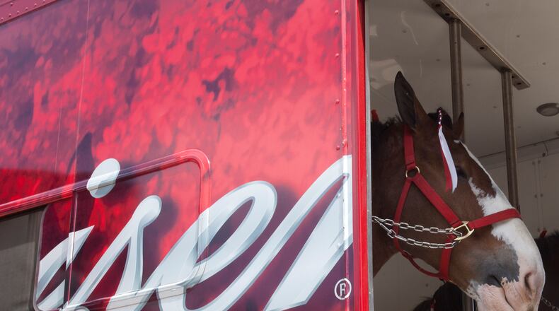 Budweiser is bringing their clydesdales to Fado Irish Pub on 273 Buckhead Ave. at 1:30 p.m. Friday.