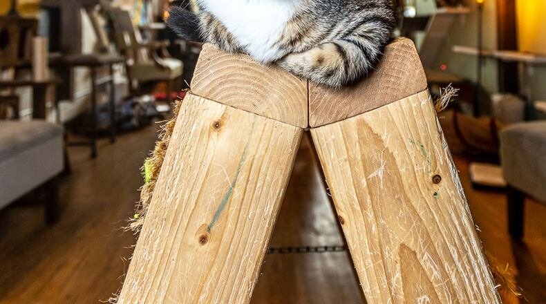 Watch cats play and mingle while unwinding at the Java Cats cafe. Contributed by Fred Strobel