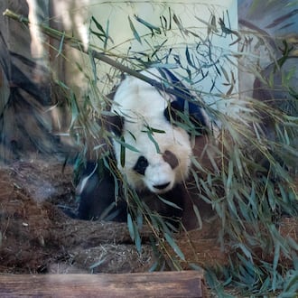 During Zoo Atlanta’s Farewell Visit with the giant pandas, Yang Yang is fed by handlers Saturday, Oct 5, 2024. (Jenni Girtman for the AJC