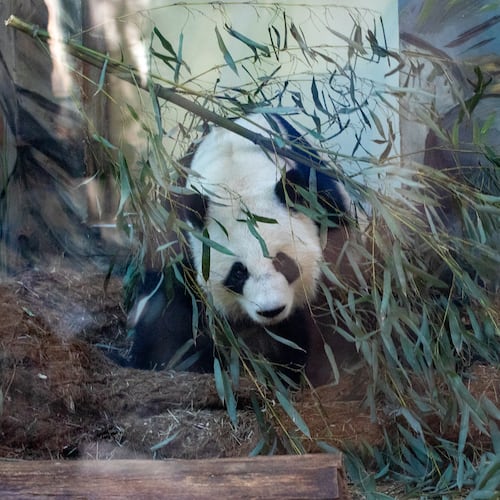 During Zoo Atlanta’s Farewell Visit with the giant pandas, Yang Yang is fed by handlers Saturday, Oct 5, 2024. (Jenni Girtman for the AJC