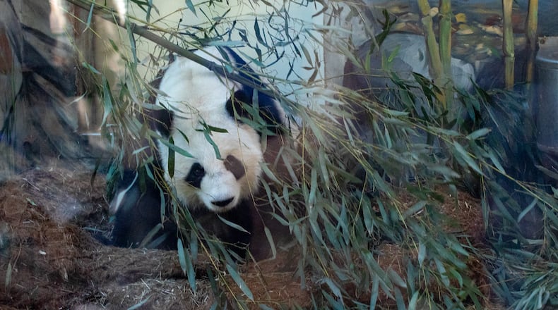 During Zoo Atlanta’s Farewell Visit with the giant pandas, Yang Yang is fed by handlers Saturday, Oct 5, 2024. (Jenni Girtman for the AJC