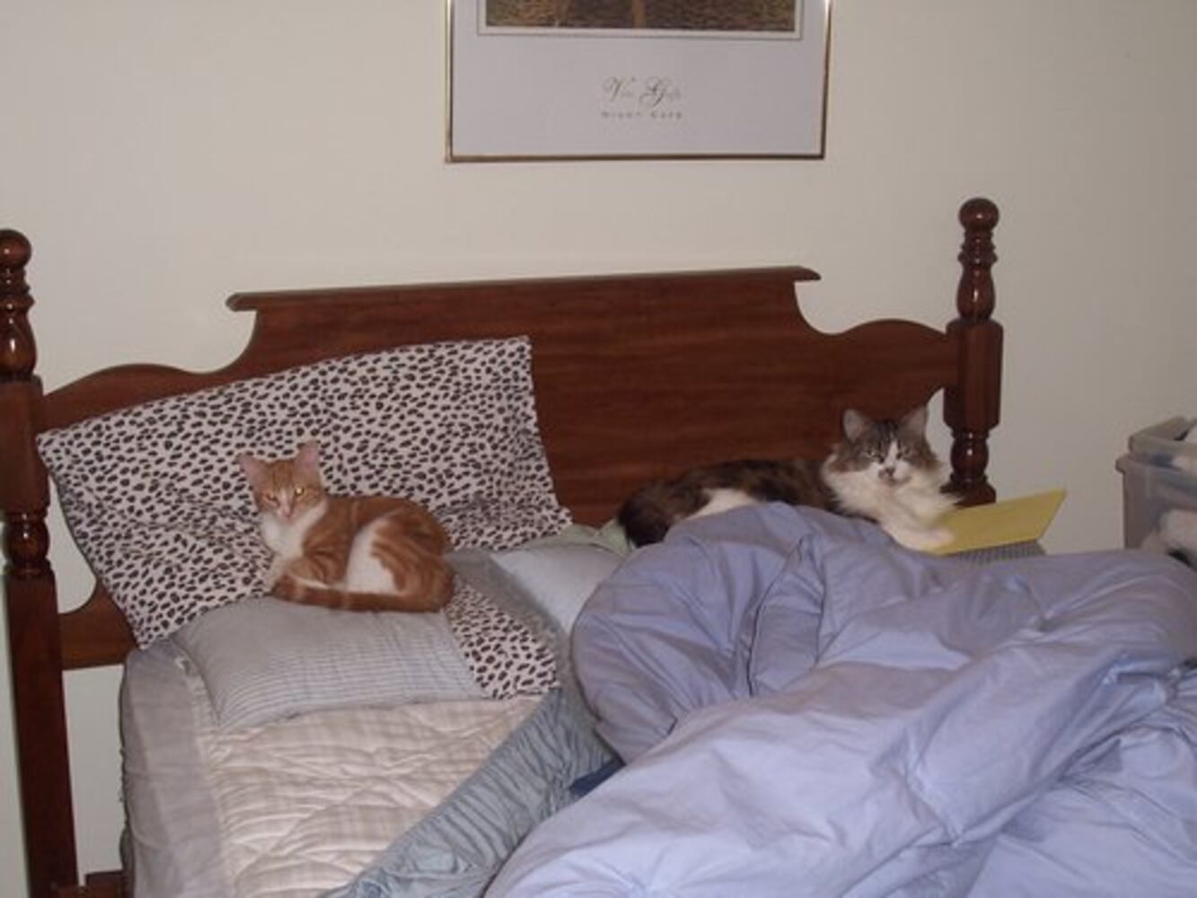 Cats Rule: Atlanta's Pampered Felines