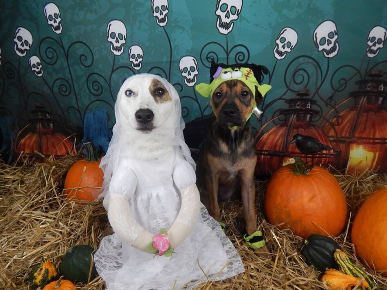 Photos: Halloween 2014 at Bark ATL dog day care