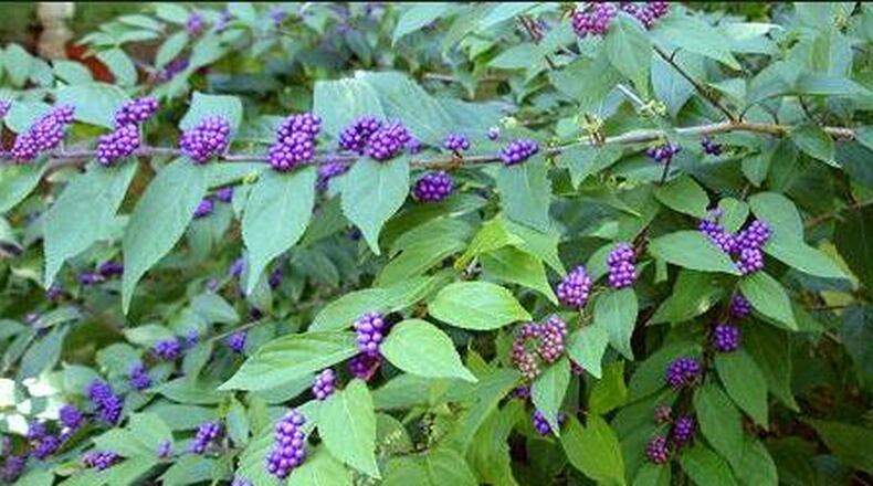 Beautyberry blooms on new wood, so you can prune the bushes in winter.