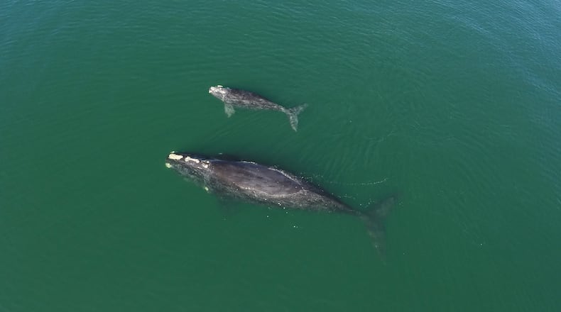 North Atlantic Right Whale #3720 and her calf. This still image is from a drone video taken by the Georgia Department of Natural Resources under NOAA Permit 20556. (Georgia Department of Natural Resources/TNS)