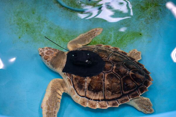 Earl Grey, who became a viral sensation, was nursed back to health at the Georgia Sea Turtle Center on Jekyll Island before being released back to the sea Thursday. (Courtesy of Jekyll Island Authority)