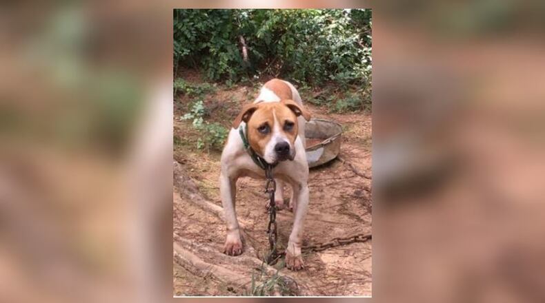 This is one of the 100-plus dogs recovered at two properties in Polk County. (Credit: Channel 2 Action News)
