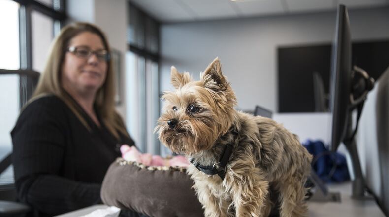 Natasha, an 11-year-old Yorkshire terrier, walks to the edge of the desk as her owner Jeannie Floer, an occupancy planner for Ford Land, turns around to check on her during work at Ford Land at Fairlane Plaza South in Dearborn, Friday, Nov. 30, 2018. (Junfu Han/Detroit Free Press/TNS)