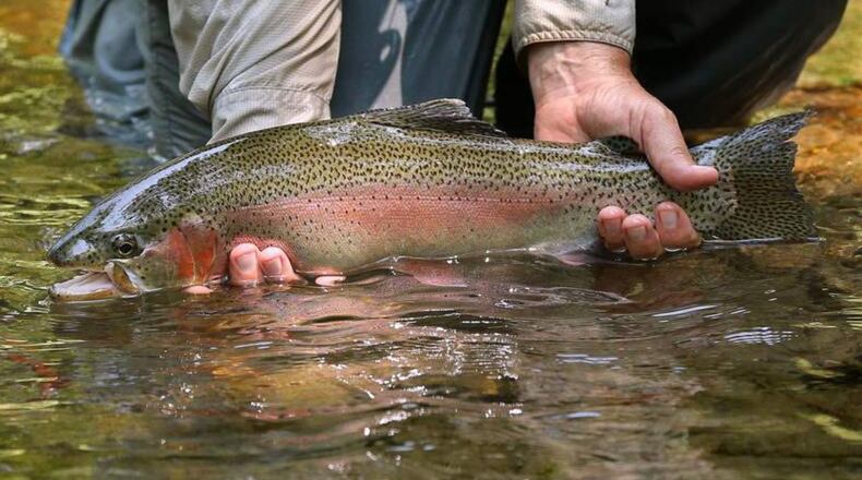 The Georgia Department of Natural Resources’ Wildlife Resources Division is investigating Whirling Disease and Infectious Hematopoietic Necrosis Virus in hatchery-raised trout at the Buford and Summerville Trout Hatcheries. (WSB-TV File Photo)