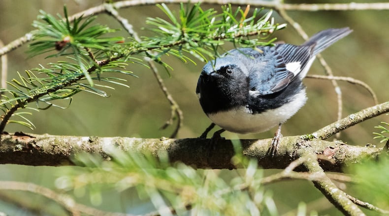 The black-throated blue warbler (male shown here) is a common summer breeding resident in the North Georgia mountains. In September, it migrates to winter grounds in Latin America via the Atlantic Flyway. (Courtesy of Alexandre Legare/Creative Commons)