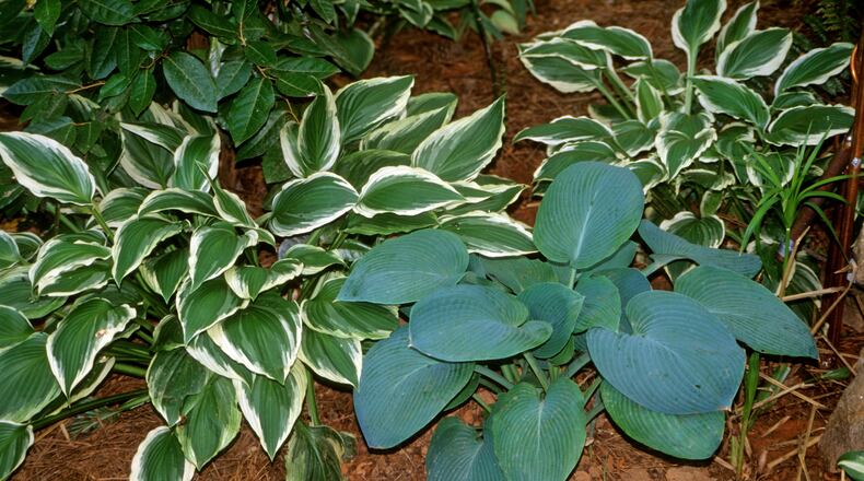Hostas can be moved safely even in summer's heat if you prepare properly. (Walter Reeves for The Atlanta Journal-Constitution)