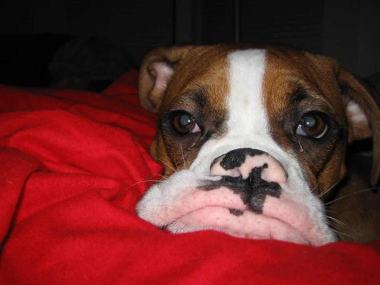 Atlanta's Top Dogs: 5. Boxers