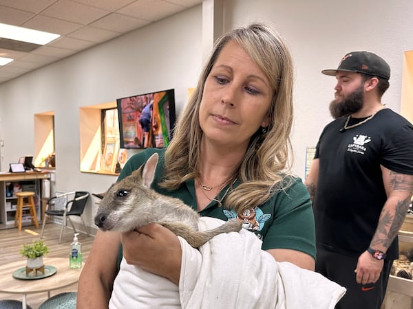 Stephanie Angel holds a wallaby at the Capybara Cafe in St. Augustine, Fla., March 14, 2025. (AP Photo/Mike Schneider)