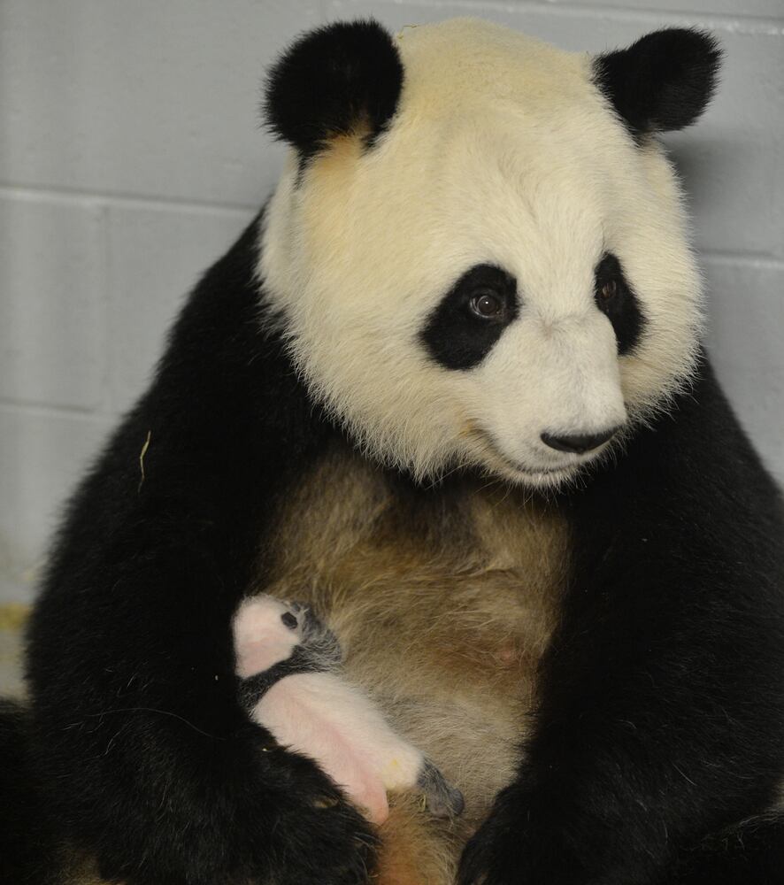 Panda cubs and zoo babies