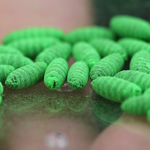 Dyed fly pupae are seen as a sterile fly dispersal station is placed by the U.S. Department of Agriculture to combat the spread of the New World screwworm fly on grounds of a ranch near La Pryor, Texas, Thursday, June 11, 2026. (AP Photo/Eric Gay)