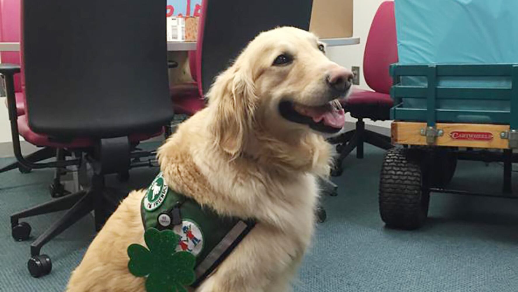 Casper the therapy dog