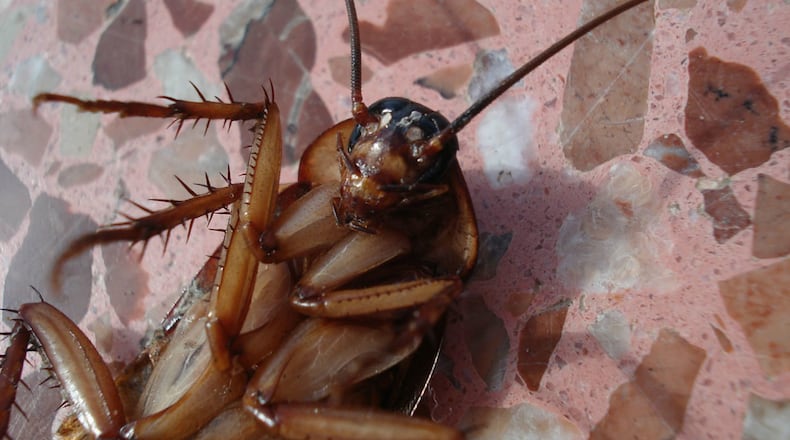 An intrusion of cockroaches swam to higher ground Saturday morning as floodwaters from Hurricane Barry approached land, video shows. (Photo: Beeki/Pixabay)