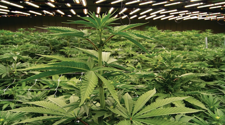Botanical Sciences is Georgia’s first physician-owned medical cannabis provider is planning to open five dispensaries across Georgia. The first location for Botanical Sciences will be in Pooler, Georgia and slated for July.  
Photo provided by Botanical Sciences.