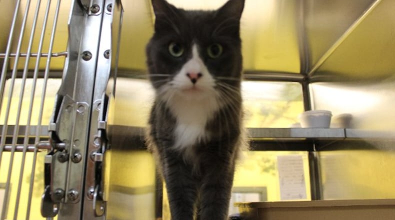 A cat that is currently available for adoption at the Gwinnett County animal shelter. (Credit: gwinnettcounty.com)