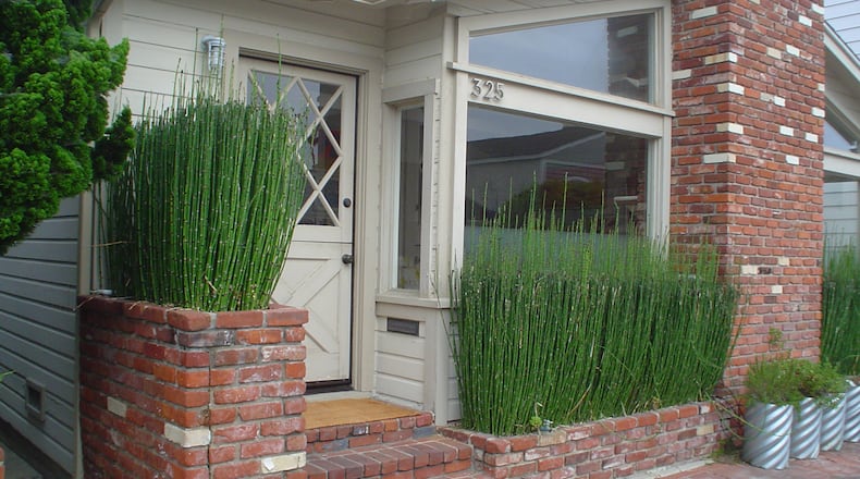 This demonstrates just how completely Equisetum fills a slot planter so tightly it eventually bars water penetration. (Maureen Gilmer/TNS)