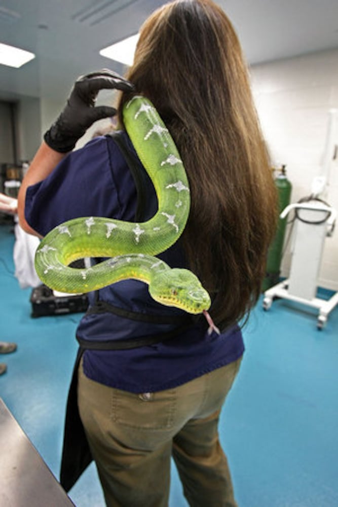 New Georgia Aquarium exhibit features a snake