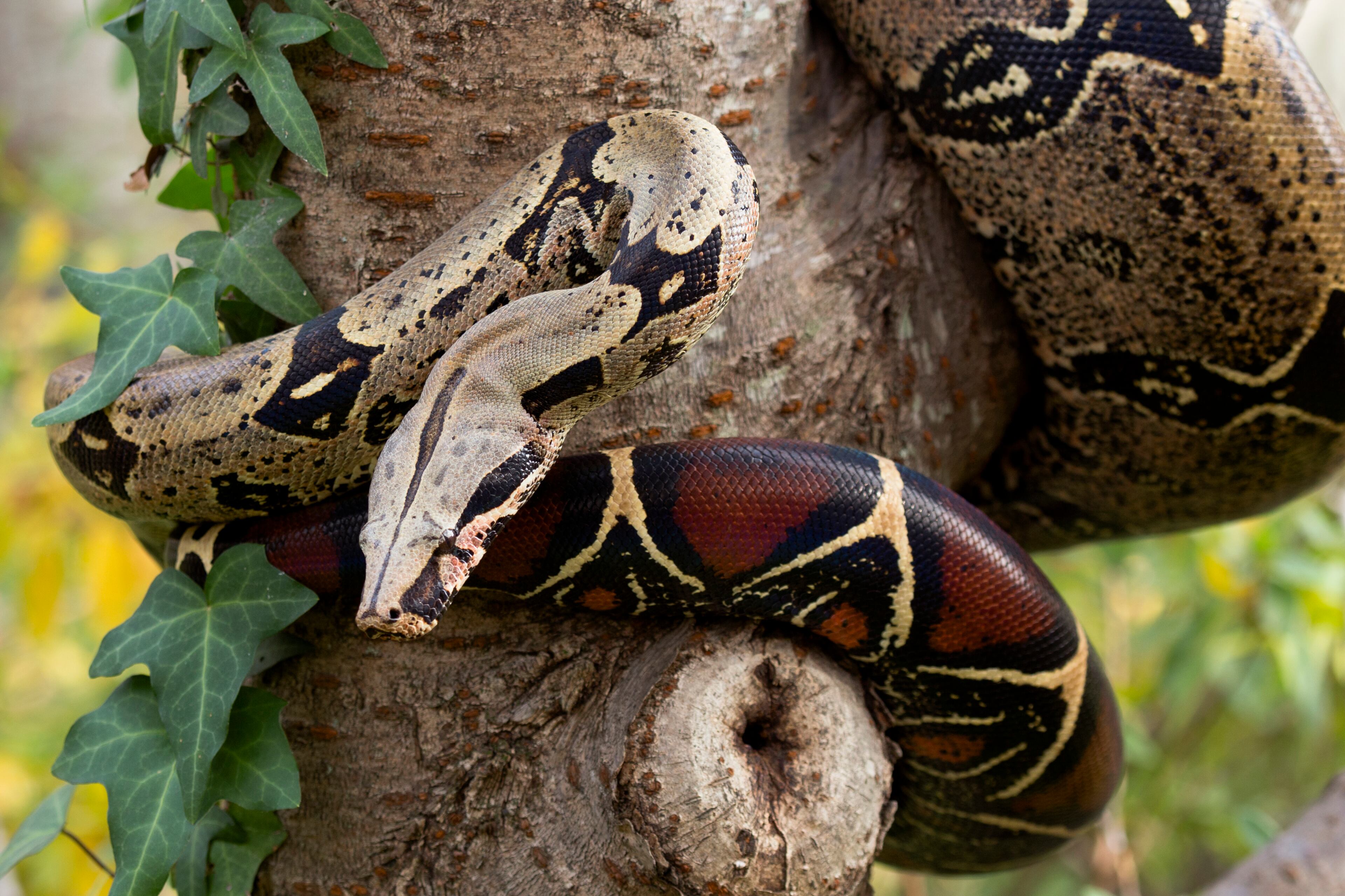 A red-tailed boa at Zoo Atlanta was adopted after it was confiscated at Hartsfield-Jackson airport. The snake was found inside a passenger's guitar.