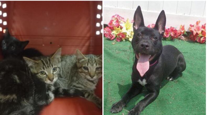 This group of adoptable cats who were caught in a trap by Cobb County Animal Services. And the dog on the right is described by rescuers thusly: "This little darling is Alani. She is a little shy and sweet as can be. She knows sit and lay down. Alani is 10 months old and 33 pounds."
