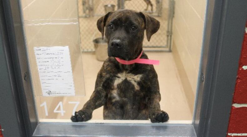Photos courtesy of Gwinnett County Animal Shelter.
